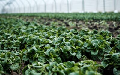 “Scoperta imprenditoriale”: un’opportunità per le imprese agroalimentari del Mezzogiorno